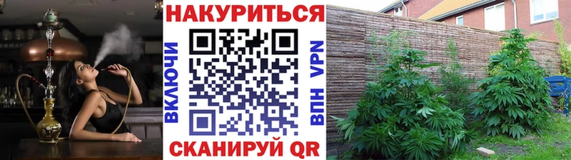 Шишки марихуана план  хочу   Чекалин 